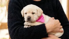 7 gesti strani dei cani che, secondo gli addestratori, indicano fiducia e lealtà