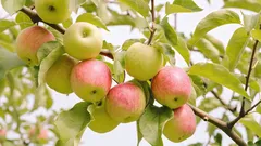 Cosa piantano più spesso sotto il melo i giardinieri esperti: le piante che aumentano la resa