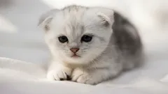 10 motivi per cui dovresti prendere un gatto