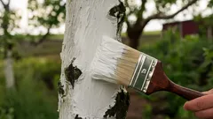 Come sbiancare gli alberi in primavera: provate questi efficaci sostituti della calce